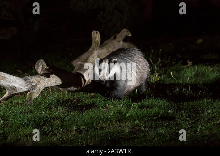 Kidderminster, UK. 8 octobre, 2019. Alors que plus loin dans la saison d'automne avec des températures plus froides la nuit, UK Les jardins urbains reçoivent plus souvent discrets et nocturnes de la faune d'évacuation pour les visiteurs toute source de nourriture disponible. Un blaireau est capturé ici à l'extérieur, isolé dans la nuit, d'un coffre-fort dans une zone urbaine, de recherche de nourriture sur le sol dans un jardin à l'arrière - à bonne distance de l'élimination des blaireaux, financés par le gouvernement des domaines qui sont en augmentation constante en dépit des protestations de la continuelle passionnés amoureux des animaux soutenir "top l'abattage. Credit : Hudson Lee Banque D'Images