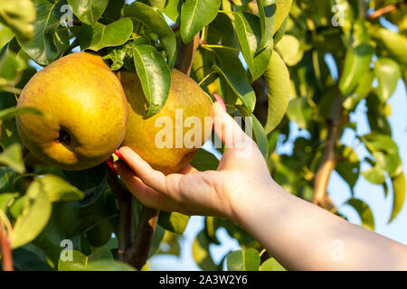 Cueillette à la main à partir d'un arbre de poire, poire mûre, fruits frais Banque D'Images