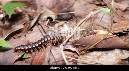 Les Myriapodes, communication appelés « mille-pattes » ou « millipattes » sont des animaux au corps allongé et segmenté, Pourvus de nombreuses pattes. Banque D'Images