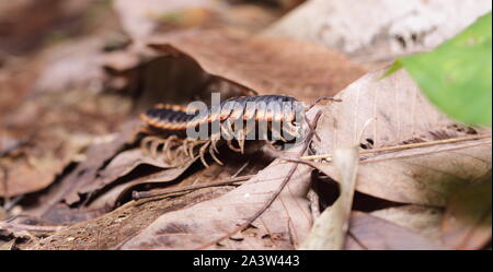 Les Myriapodes, communication appelés « mille-pattes » ou « millipattes » sont des animaux au corps allongé et segmenté, Pourvus de nombreuses pattes. Banque D'Images