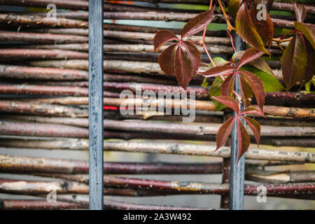 Les feuilles d'automne rouge vif et les baies du blue wild grapes growing sur la clôture, fond juteux, copy space Banque D'Images