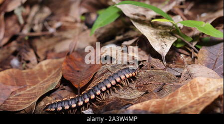 Les Myriapodes, communication appelés « mille-pattes » ou « millipattes » sont des animaux au corps allongé et segmenté, Pourvus de nombreuses pattes. Banque D'Images