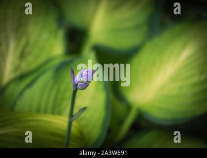 Violet extérieur petit hosta bud macro, grosses feuilles dans un flou d'arrière-plan naturel vert, journée ensoleillée Banque D'Images