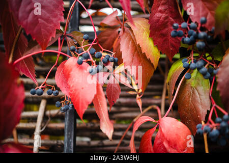 Les feuilles d'automne rouge vif et les baies du blue wild grapes growing sur la clôture, fond juteux, copy space Banque D'Images