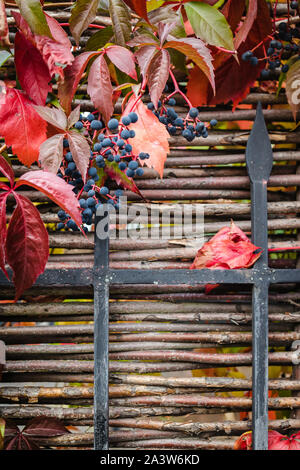 Les feuilles d'automne rouge vif et les baies du blue wild grapes growing sur la clôture, fond juteux, copy space Banque D'Images