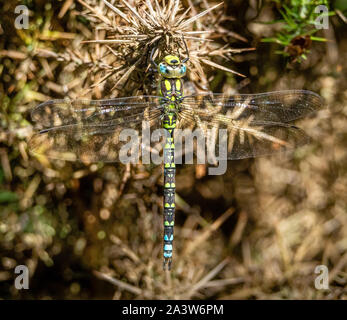 Le Sud de l'homme libellule Hawker Aeshna cyanea accroché au repos sur l'ajonc séché sur la péninsule d'Arne Dorset UK Banque D'Images