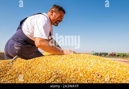 Farmer poignée de grains de maïs récolté à partir de la heap chargés dans la remorque du tracteur, les mains dans le maïs grain : le concept d'abondance et un rendement élevé une Banque D'Images