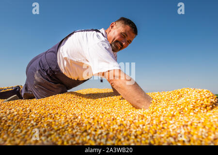 Farmer poignée de grains de maïs récolté à partir de la heap chargés dans la remorque du tracteur, les mains dans le maïs grain : le concept d'abondance et un rendement élevé une Banque D'Images
