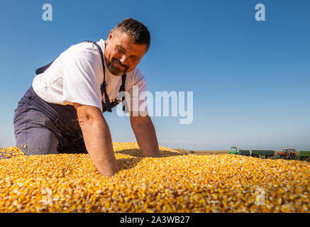 Farmer poignée de grains de maïs récolté à partir de la heap chargés dans la remorque du tracteur, les mains dans le maïs grain : le concept d'abondance et un rendement élevé une Banque D'Images