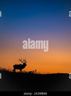 Silhouette de wapitis sur une montagne au coucher du soleil Banque D'Images