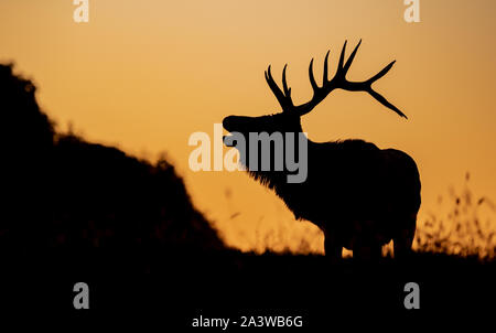 Silhouette de wapitis sur une montagne au coucher du soleil Banque D'Images