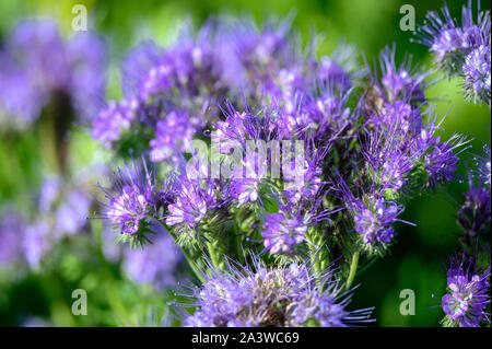 07 octobre 2019, Mecklembourg-Poméranie-Occidentale, Dreilützow : une plante Phacelia floraison sur un champ. Phacelia est également appelée 'bee lover' parce que ses fleurs bleu parfumé sont populaires avec les abeilles et autres insectes. Photo : Jens Büttner/dpa-Zentralbild/ZB Banque D'Images