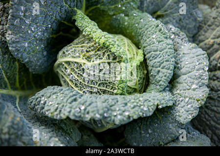 Contexte biologique. Photo Frais de chou kale pousse sur un lit de jardin. Tableau de la photo d'une saine alimentation. Banque D'Images