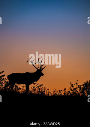 Silhouette de wapitis sur une montagne au coucher du soleil Banque D'Images