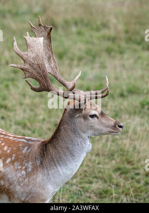 Le daim : Dama dama. Stag. Banque D'Images