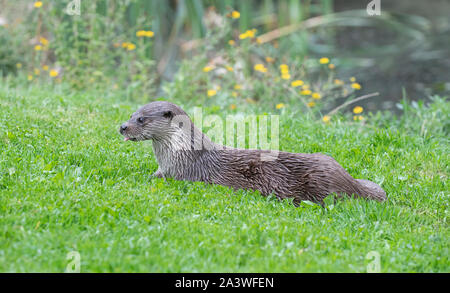 : Loutre Lutra lutra. En captivité. Surrey, UK. Banque D'Images