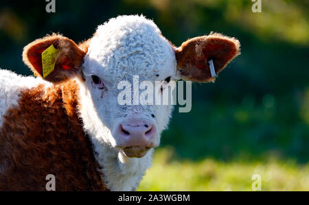 Cette ans veau, sur une ferme dans le Lancashire. Banque D'Images