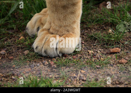 La patte de lion tacheté juvénile (Panthera leo) dans le parc du Lion Drakenstein, Klapmuts, Afrique du Sud. Banque D'Images