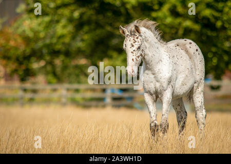 Knabstrupper Poulain Appaloosa Spotted Pony en pâturage de graminées Banque D'Images