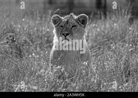 La lion (Panthera leo) dans le parc du Lion Drakenstein, Klapmuts, Afrique du Sud. Banque D'Images