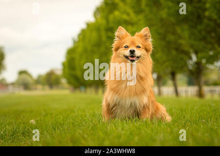 Gingembre mignon chien Spitz Allemand Klein dans Grass Park Banque D'Images