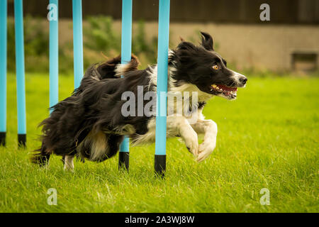 Border Collie remplissant l'agilité des poteaux de tissage Banque D'Images