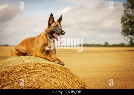 Chien Malinois belge portant sur la botte de paille Banque D'Images