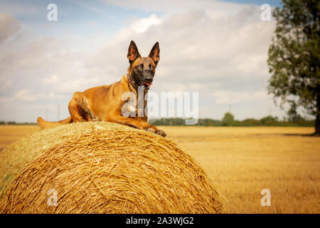 Chien Malinois belge portant sur la botte de paille Banque D'Images