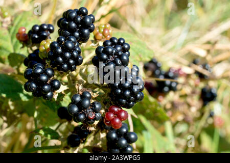 Blackberry ou ronce (Rubus fruticosus), close up montrant une grappe de fruits mûrs pour la plupart ou de baies. Banque D'Images