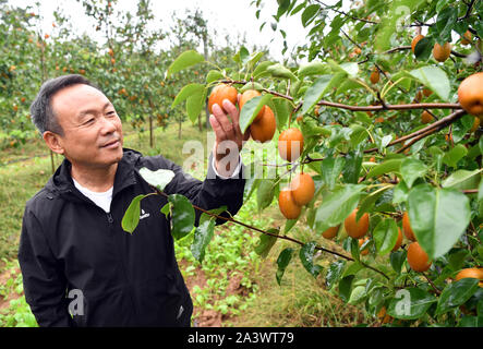 (191010) -- LUOYANG, 10 octobre 2019 (Xinhua) -- Li Yingxian vérifie les conditions de poires dans Guanmiao Village de Luoning County, province du Henan en Chine centrale, le 9 octobre 2019. Li Yingxian, 62 ans, a une riche expérience dans la culture des poires. Après avoir pris sa retraite de l'armée en 1982, Li a commencé à partir de zéro et intransigeance a étudié les connaissances pertinentes, de poires de plus en plus en lisant des livres, demande d'avis des experts et la réalisation de nombreuses expériences. En 1998, il a cultivé avec succès un nouveau type de poire et a été attribué par les autorités locales. En ce moment, Li Yingxian environ 33 hectares de plantes les poires, et plus de 17 Banque D'Images