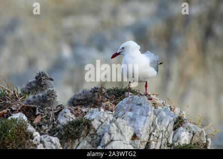 Goéland à bec rouge avec des petits poussins, péninsule de Kaikoura, île du Sud, Nouvelle-Zélande. Cet oiseau est originaire de Nouvelle-Zélande. Banque D'Images