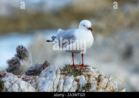 Red-billed gull avec petit poussin, péninsule de Kaikoura, île du Sud, Nouvelle-Zélande. Cet oiseau est originaire de Nouvelle-Zélande. Banque D'Images