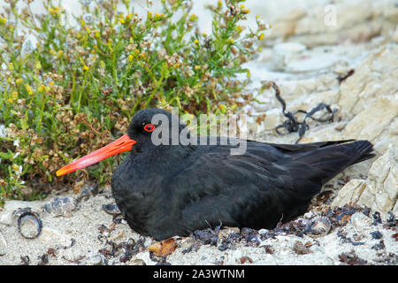 L'huîtrier variable assis sur son nid, Péninsule de Kaikoura, île du Sud, Nouvelle-Zélande. Elle est endémique de Nouvelle-Zélande Banque D'Images