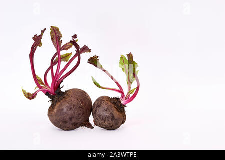 Les tubercules frais betterave avec des feuilles sur fond blanc Banque D'Images