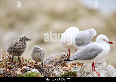 Goéland à bec rouge avec des petits poussins, péninsule de Kaikoura, île du Sud, Nouvelle-Zélande. Cet oiseau est originaire de Nouvelle-Zélande. Banque D'Images