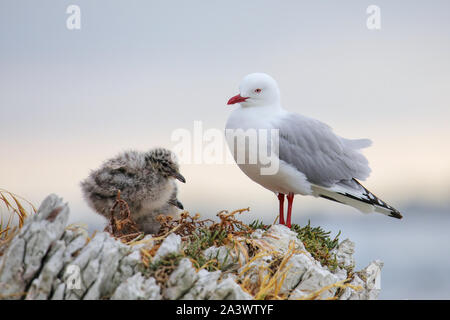 Goéland à bec rouge avec des petits poussins, péninsule de Kaikoura, île du Sud, Nouvelle-Zélande. Cet oiseau est originaire de Nouvelle-Zélande. Banque D'Images