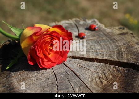 La photo montre une rose sur sol en bois. Banque D'Images