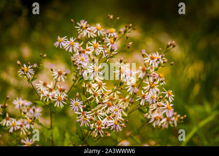 Aster fleurs sauvages de l'Arctique poussant dans la forêt nationale de Chequamegon. Banque D'Images