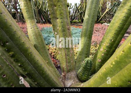 Détail d'un cactus sans épines et parterre en arrière-plan, le Jardin botanique de Madère, Funchal, île de Madère, Portugal Banque D'Images