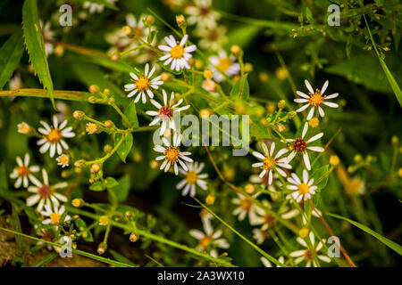 Aster fleurs sauvages de l'Arctique poussant dans la forêt nationale de Chequamegon. Banque D'Images