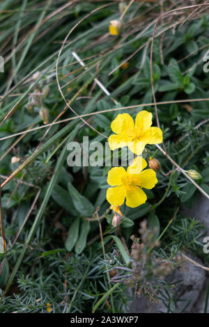 (Helianthemum nummularium ciste commune) en fleur Monte Poieto en Italie Banque D'Images