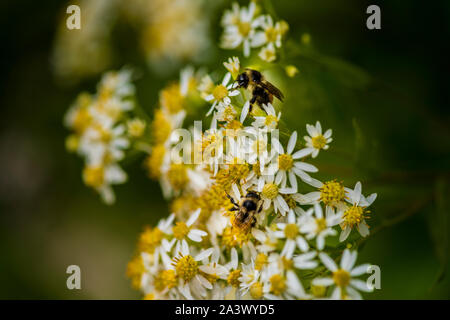 Les abeilles du miel sur Parasol Whitetop Fleurs sauvages dans la forêt nationale de Chequamegon. Banque D'Images