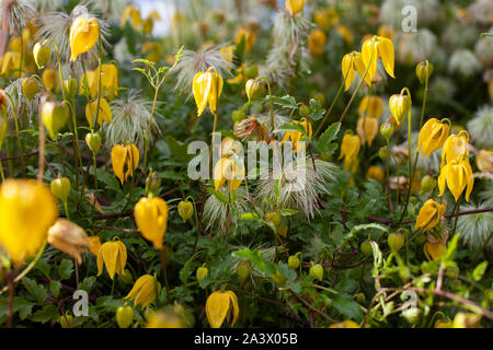 Fleurs en forme de cloche jaune nommé clématites tangutica ou Bill Mackenzie en fleur Banque D'Images