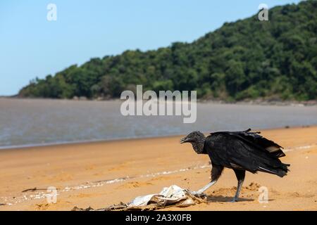 Urubu noir, REMIRE BEACH, île de Cayenne, Guyane, département d'outre-mer, l'AMÉRIQUE DU SUD, FRANCE Banque D'Images