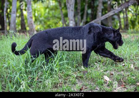 JAGUAR femelle, noire, ZOO DE LA GUYANE, MACOURIA, Guyane, département d'outre-mer, l'AMÉRIQUE DU SUD, FRANCE Banque D'Images