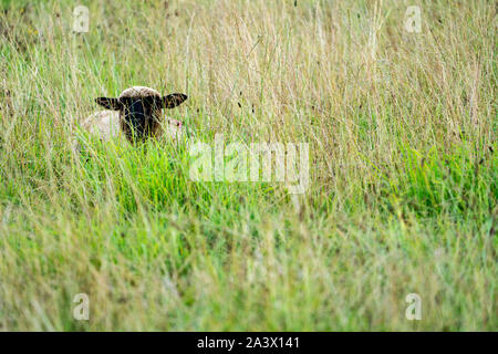 Prairies par des moutons, Oberweser, Weser Uplands, Thuringe, Hesse, Allemagne Banque D'Images