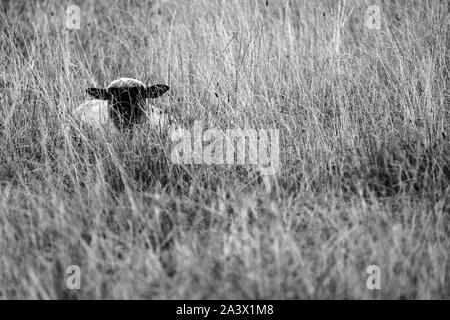 Prairies par des moutons, Oberweser, Weser Uplands, Thuringe, Hesse, Allemagne Banque D'Images