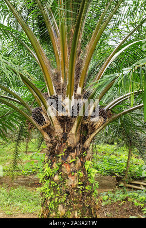 Fermer la vue du palmier à huile haut arbre avec des fruits. La culture du palmier à huile a été critiqué pour les impacts sur le milieu naturel, y compris la déforestation un Banque D'Images