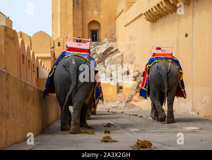 Tour d'éléphant dans la région de Fort Amer et palace, Rajasthan, Amer, Inde Banque D'Images