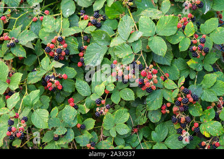 Les blackberries, près de Oberweser Weser, Hautes terres, Thuringe, Hesse, Allemagne Banque D'Images